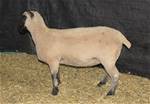 Sheep Trax Marigold 430M